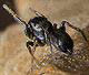 Heliophanus cupreus