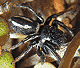 Heliophanus melinus