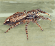 Marpissa muscosa