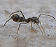 Myrmarachne formicaria