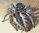 Philaeus chrysops