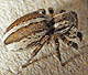 Phlegra fasciata