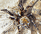 Pseudeuophrys erratica