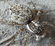 Pseudeuophrys lanigera