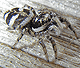 Salticus scenicus