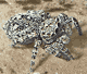 Sitticus pubescens