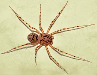 Scytodes thoracica