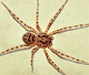 Scytodes thoracica