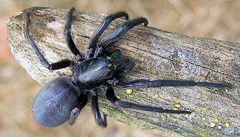 Segestria florentina