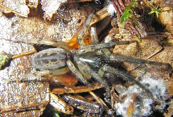 Segestria senoculata