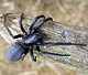 Segestria florentina