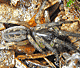Segestria senoculata