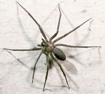 Loxosceles reclusa
