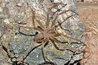 Loxosceles rufescens
