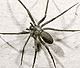 Loxosceles reclusa