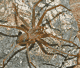 Loxosceles rufescens