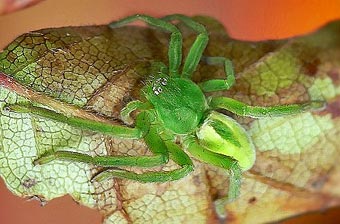 Micrommata virescens