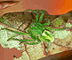Micrommata virescens