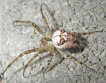 Metellina mengei