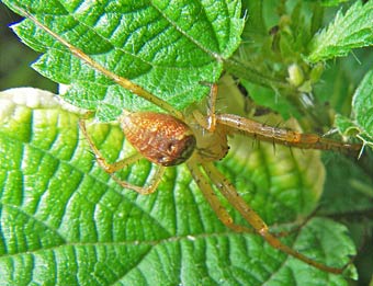 Metellina segmentata