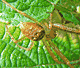 Metellina segmentata