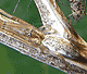 Tetragnatha extensa