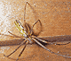 Tetragnatha montana