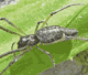 Tetragnatha nigrita