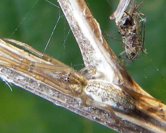 Tetragnatha extensa