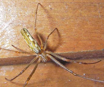 Tetragnatha montana