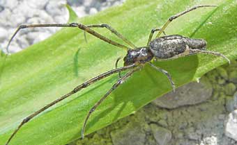 Tetragnatha nigrita