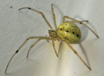 Enoplognatha ovata