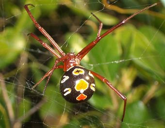 Latrodectus bishopi
