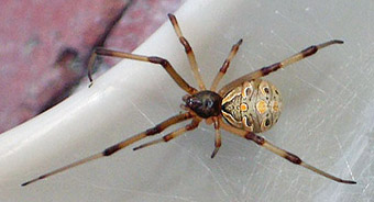 Latrodectus geometricus