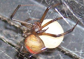 Latrodectus hasselti