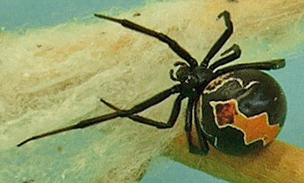 Latrodectus katipo