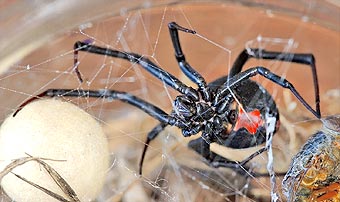Latrodectus mactans