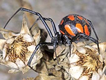 Latrodectus tredecimguttatus