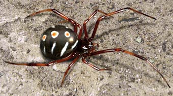 Latrodectus variolus