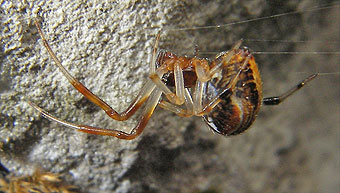 Parasteatoda lunata