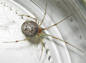 Parasteatoda tepidariorum