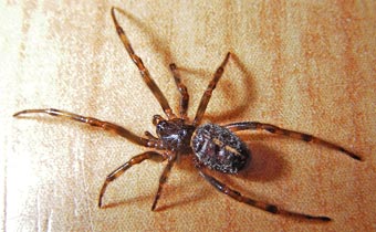 Steatoda bipunctata
