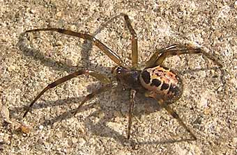 Steatoda nobilis