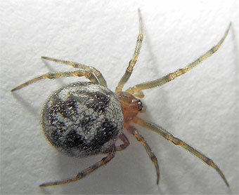 Steatoda triangulosa