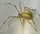 Enoplognatha ovata