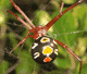 Latrodectus bishopi