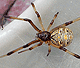 Latrodectus geometricus
