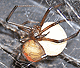 Latrodectus hasselti