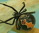 Latrodectus katipo