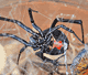 Latrodectus mactans